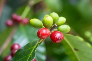 Die Geheimnisse des Kaffees entschlüsseln